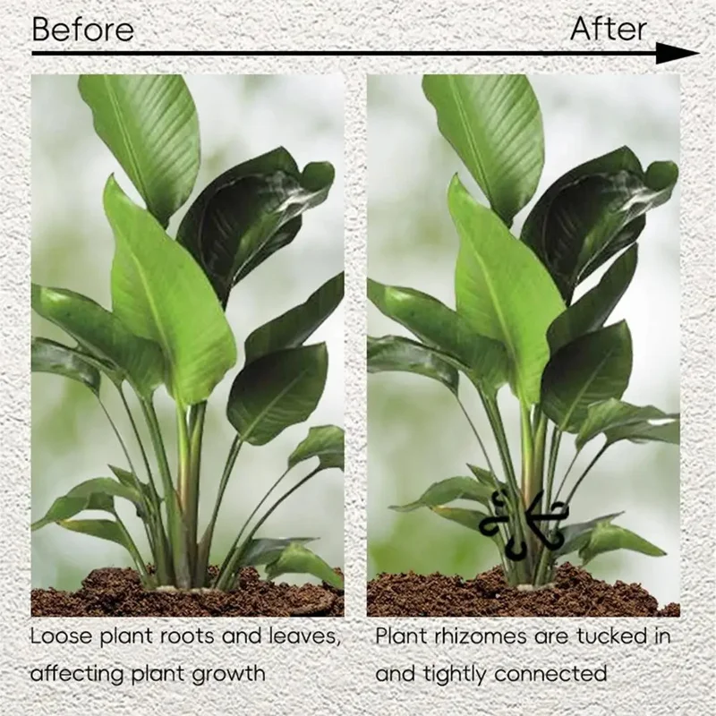 Stem Support Alocasia Monstera - đánh giá và giá Variegated Monstera Node