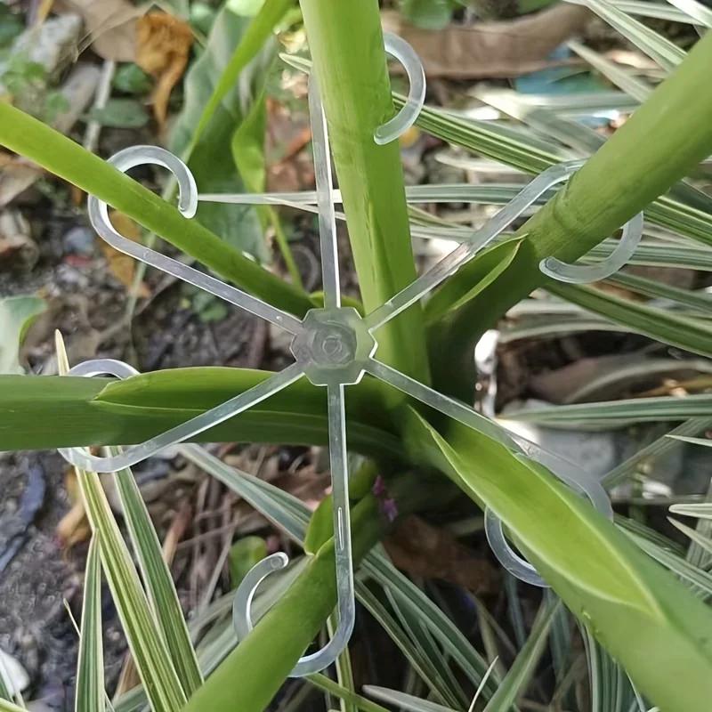 4pcs Climbing Plants Support C - đánh giá và giá Variegated Monstera Node