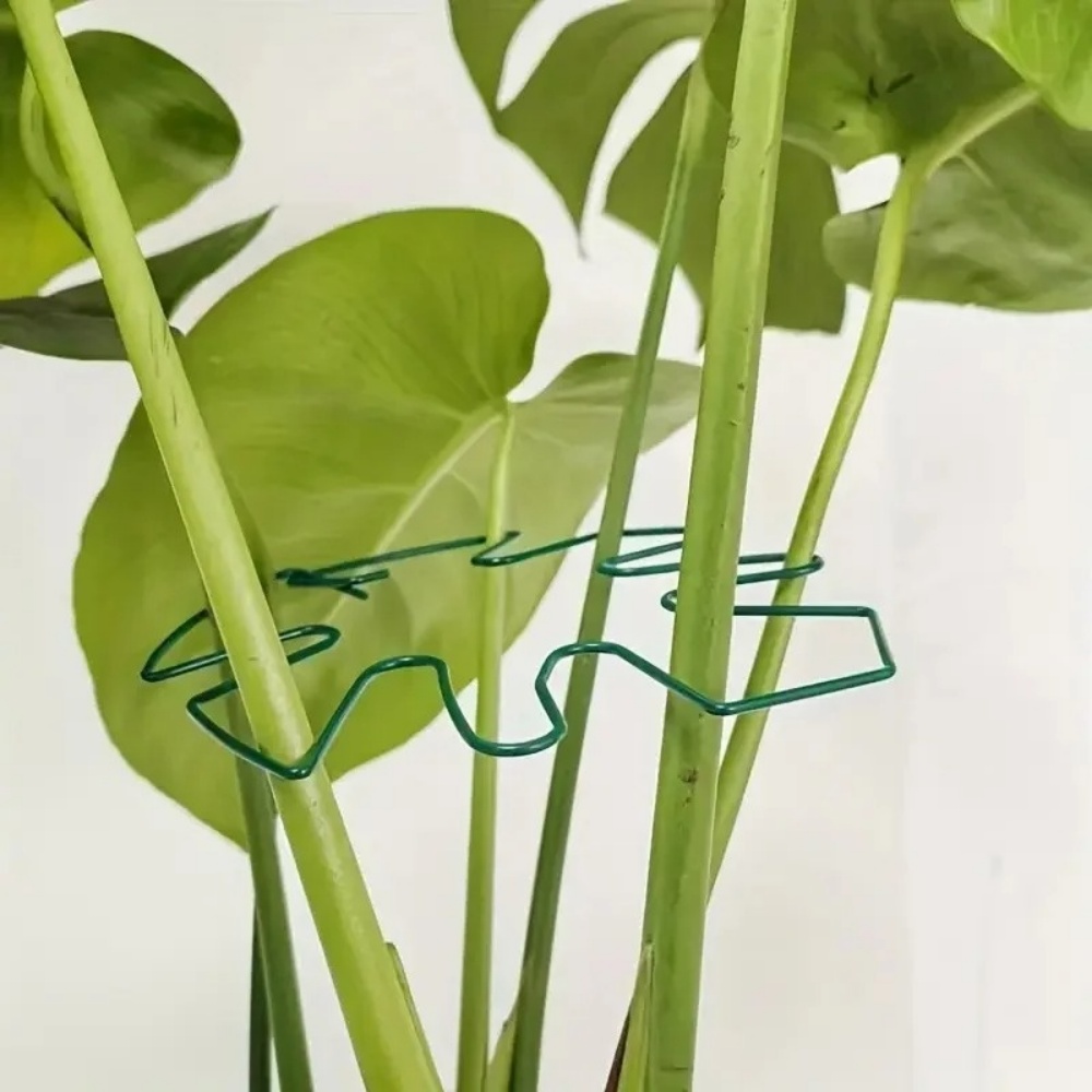 1Pc Large Plant Stand Indoor P - đánh giá và giá Variegated Monstera Node