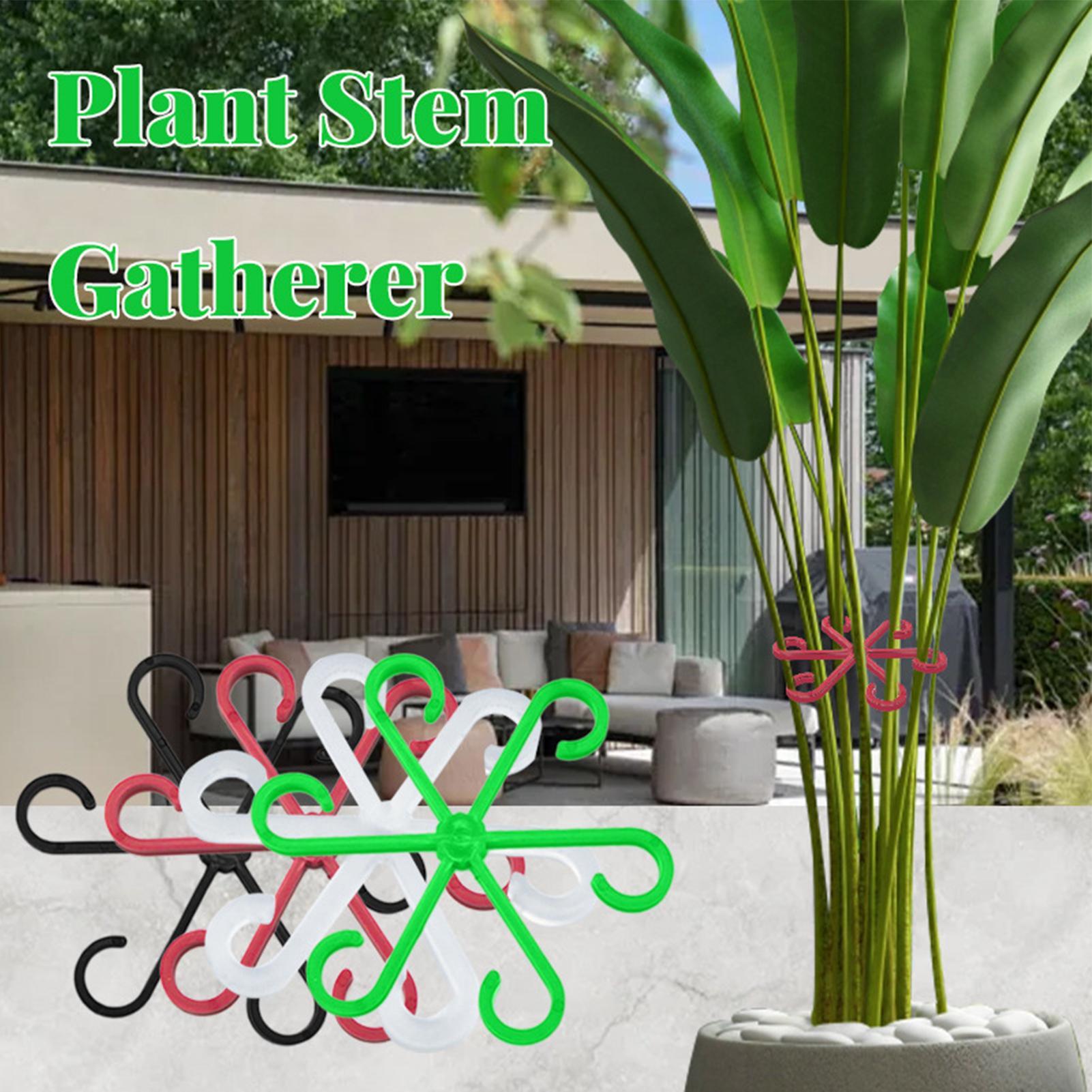 4Pcs Plants Stem Support Clips - đánh giá và giá Variegated Monstera Node