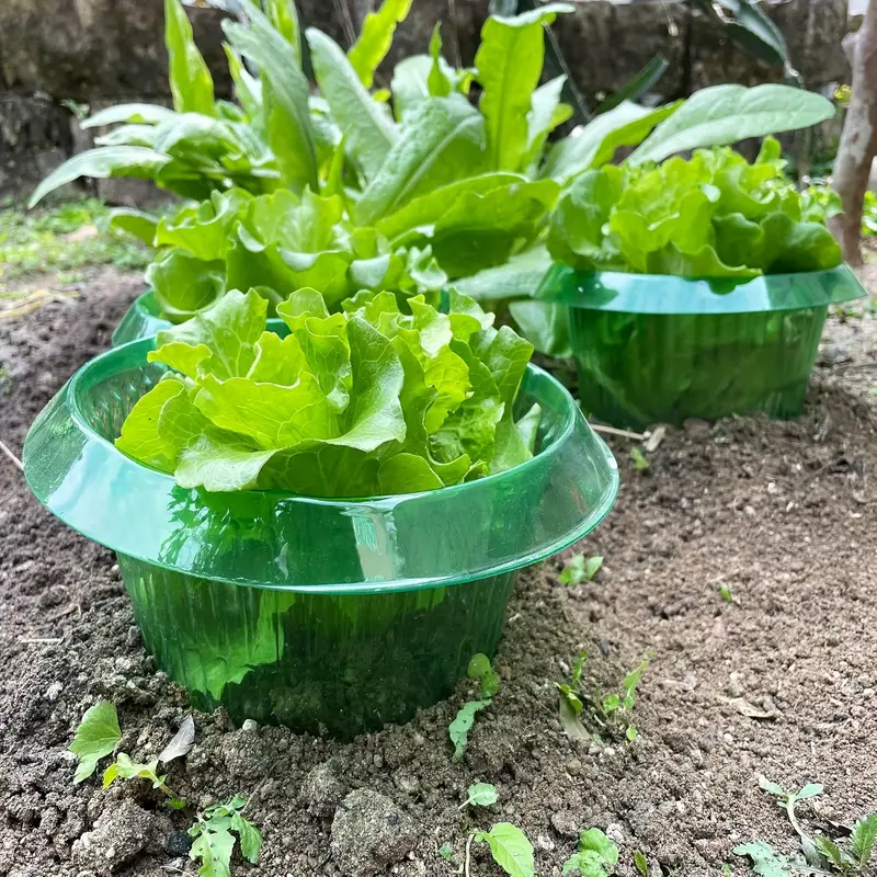 Plants Slug Protection Rings V - đánh giá và giá Plant Parents